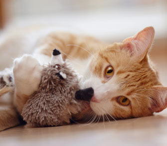 Cat Playing with Toy