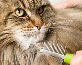 Cat Being Groomed